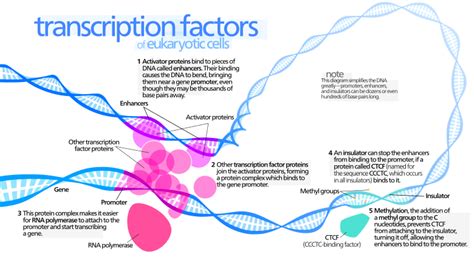 The Transcription Factors T.